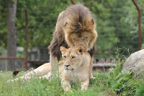 狮子动物园动物森林野生设计素材