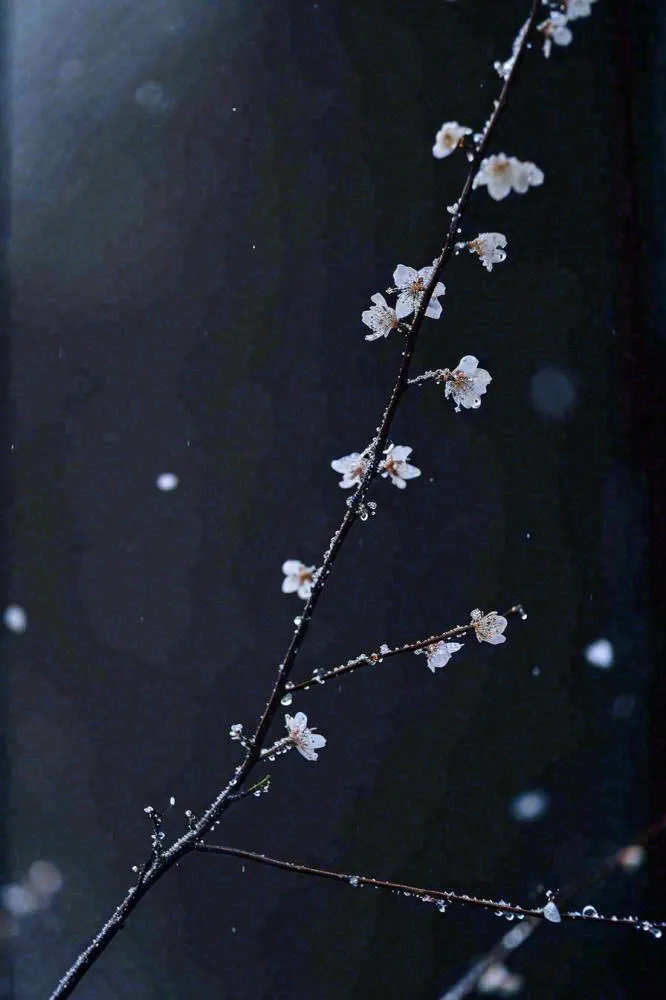 冬天雪花枝叶植物简约意境，冬季小雪大雪冬至摄影图(896x1344)