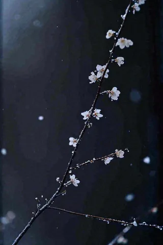 冬天雪花枝叶植物简约意境，冬季小雪大雪冬至摄影图