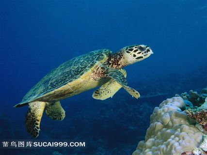 海里浮游的大海龟摄影素材 海里浮游的大海龟摄影素材