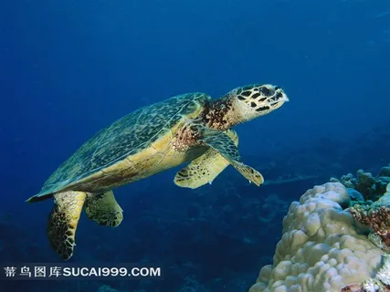 海里浮游的大海龟摄影素材 海里浮游的大海龟摄影素材