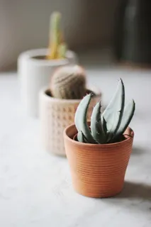 小绿植盆栽植物图片 小绿植盆栽植物图片