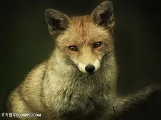 野生动物萌萌的狐狸图片