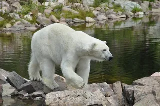 冬天北极熊背景风景