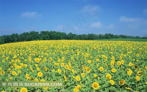蓝天下的向日葵花海