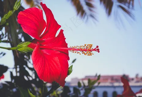 唯美红色木槿花高清图片 唯美红色木槿花高清图片