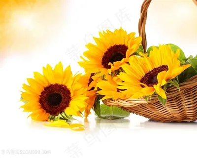 高清竹篮向日葵鲜花图片