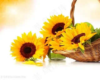 高清竹篮向日葵鲜花图片