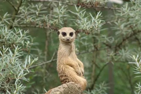可爱猫鼬图片 可爱猫鼬图片