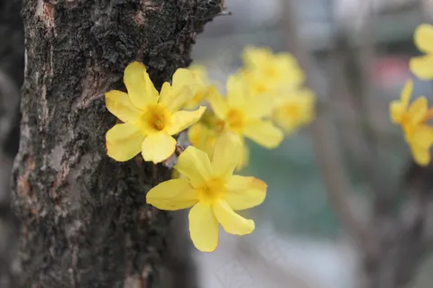 高清迎春花图片下载 高清迎春花图片下载