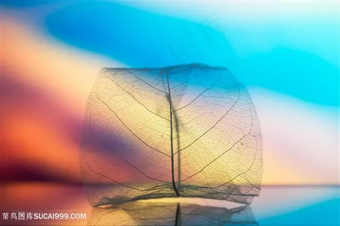 梦幻背景下的叶脉 梦幻背景下的叶脉