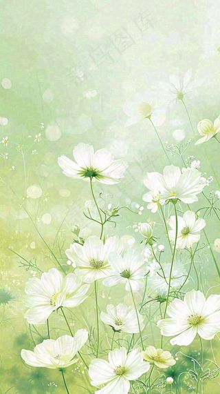 清新白色小花春天萌芽手绘，春分