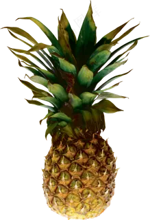 PNG 菠萝  PNG 菠萝