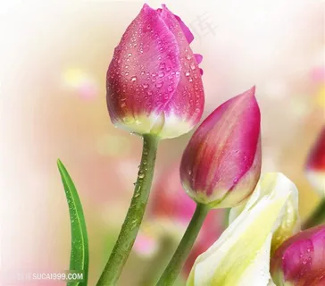 高清唯美露珠粉色郁金香鲜花图片 高清唯美露珠粉色郁金香鲜花图片