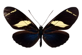 蝴蝶 彩蝶 花蝴蝶 动物 昆虫 免抠