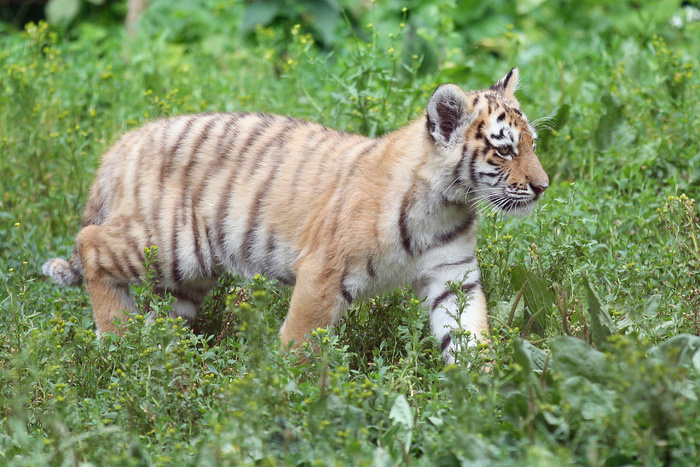 老虎动物园百兽之王虎王野生老虎动物