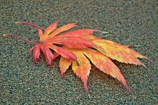 日本红枫叶图片