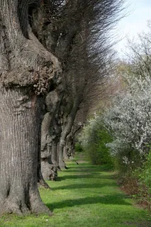 公园鲜花树木草地风景摄影高清图片 公园鲜花树木草地风景摄影高清图片