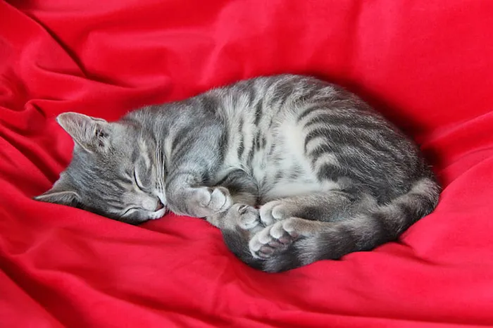 可爱猫咪 动物 素材 奶萌 (153)