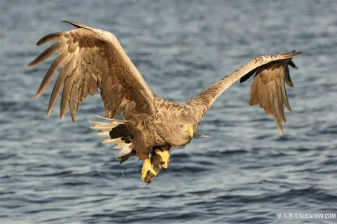 海面上的雕鸟图片