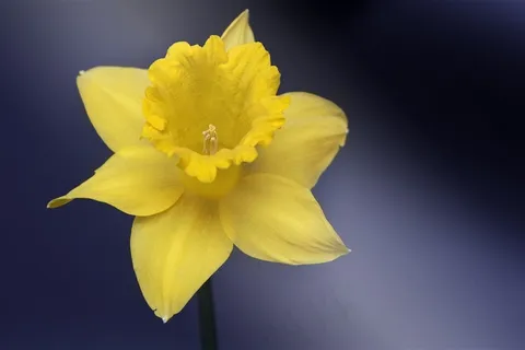 清秀典雅的水仙花摄影图片 清秀典雅的水仙花摄影图片