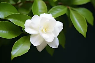 白色栀子花树叶摄影图