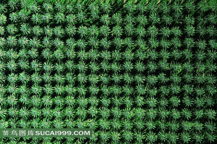 陆地旷野绿色植物