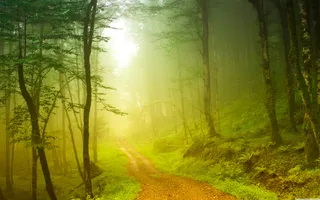 高清唯美树林林荫道