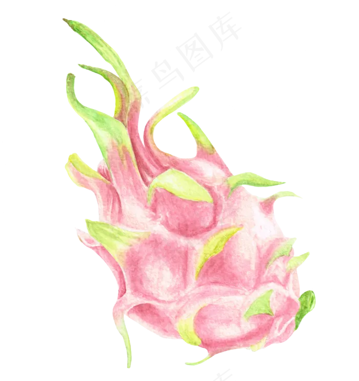 水彩插画-火龙果