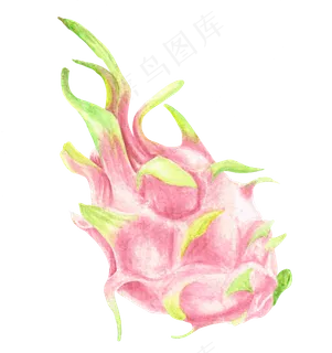 水彩插画-火龙果