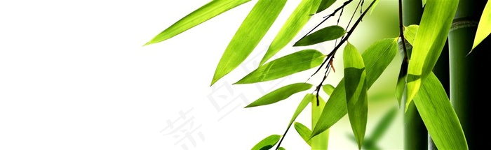 淡雅的竹子图片