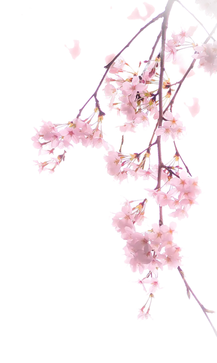 春天浪漫粉红色樱花手绘樱花梅花桃花花朵图片PNG免扣素材