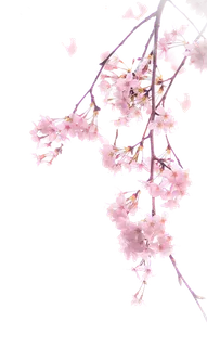 春天浪漫粉红色樱花手绘樱花梅花桃花花朵图片PNG免扣素材