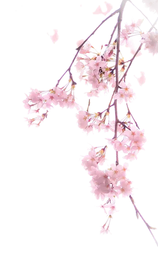 春天浪漫粉红色樱花手绘樱花梅花桃花花朵图片PNG免扣素材