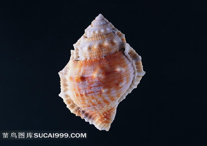 海洋贝壳海螺素材