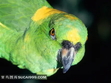 漂亮的绿鹦鹉摄影素材