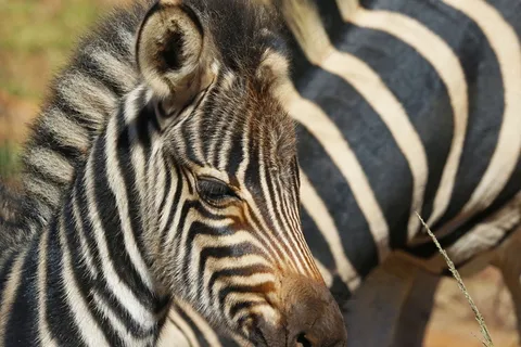 黑白色的小斑马图片 黑白色的小斑马图片