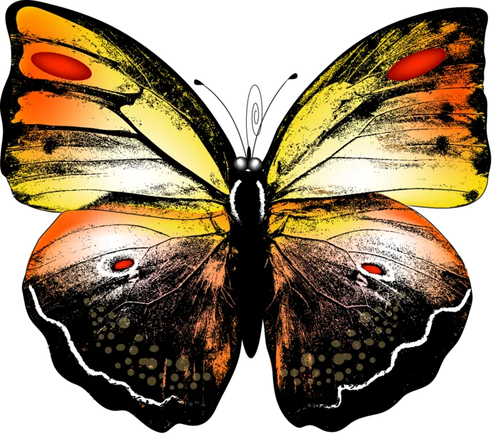 卡通动画动画蝴蝶免扣PNG手绘插画图片素材 (23)