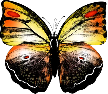 卡通动画动画蝴蝶免扣PNG手绘插画图片素材 (23)