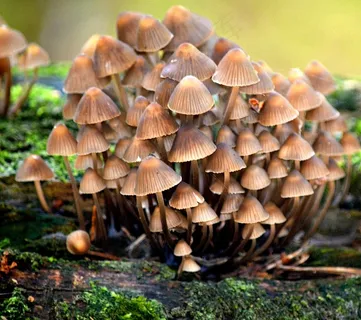 自然小蘑菇图片 自然小蘑菇图片