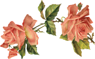 古典花卉png免扣素材