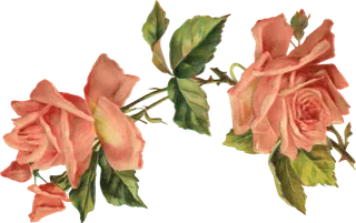 古典花卉png免扣素材