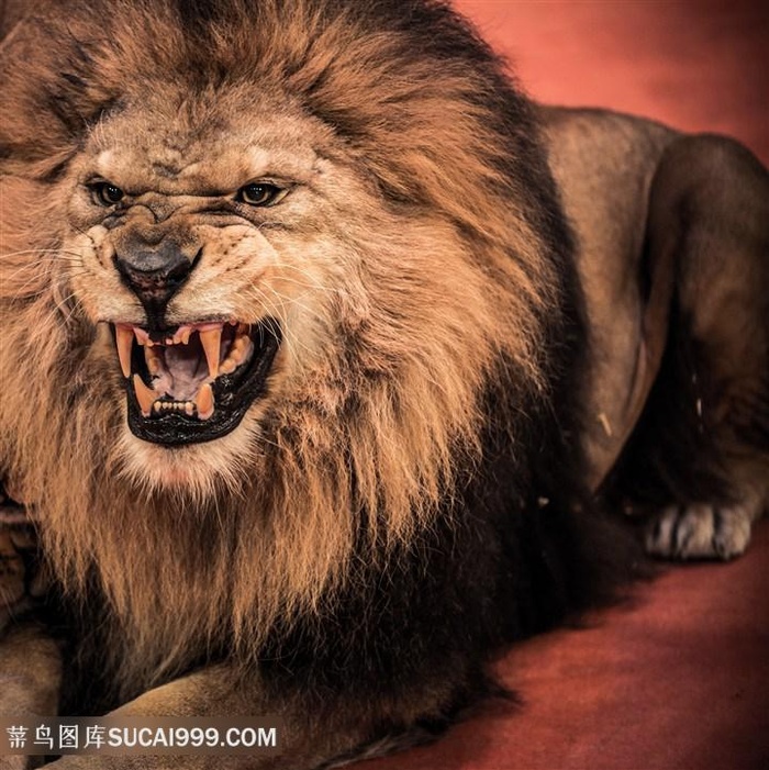 长牙凶猛的狮子网图片