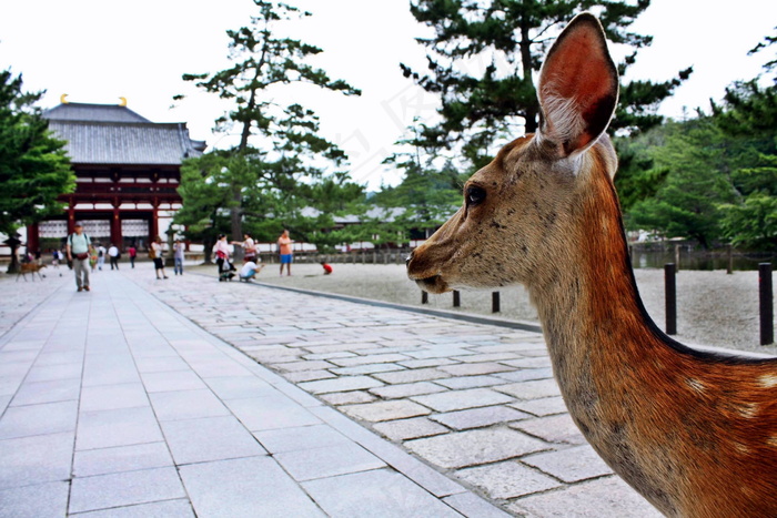 公园梅花鹿图片