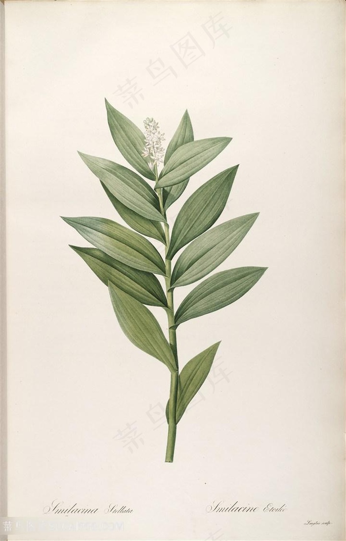 原版高清雷杜德花草树叶植物图谱素材