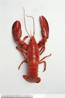 龙虾 龙虾