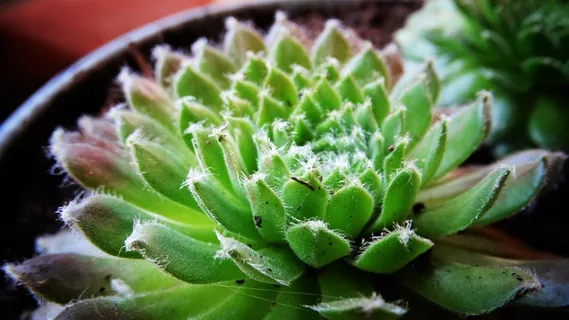 绿色肉肉植物盆栽图片 绿色肉肉植物盆栽图片