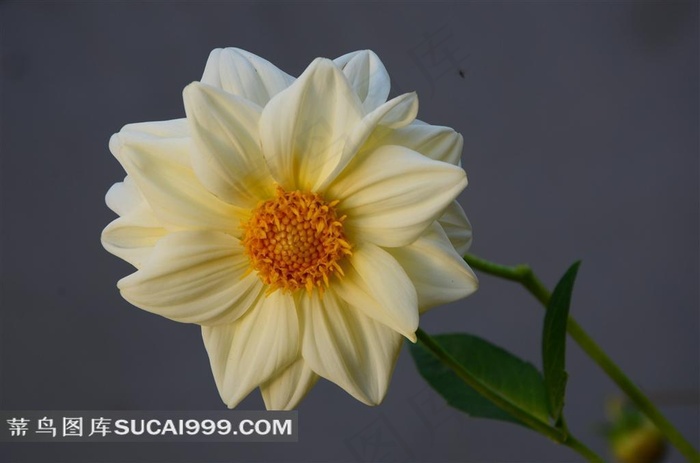 娇艳的白色大丽菊