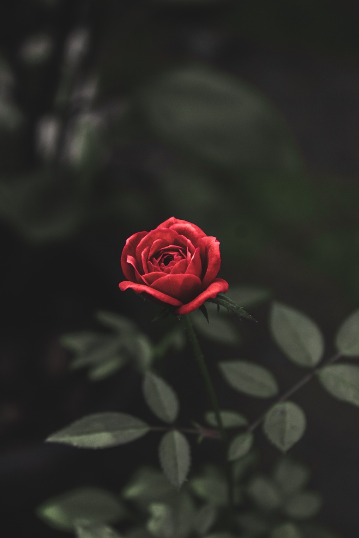 浪漫玫瑰花摄影