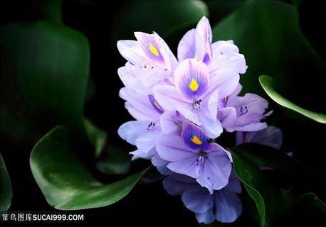 紫色鲜艳漂亮的鲜花图片